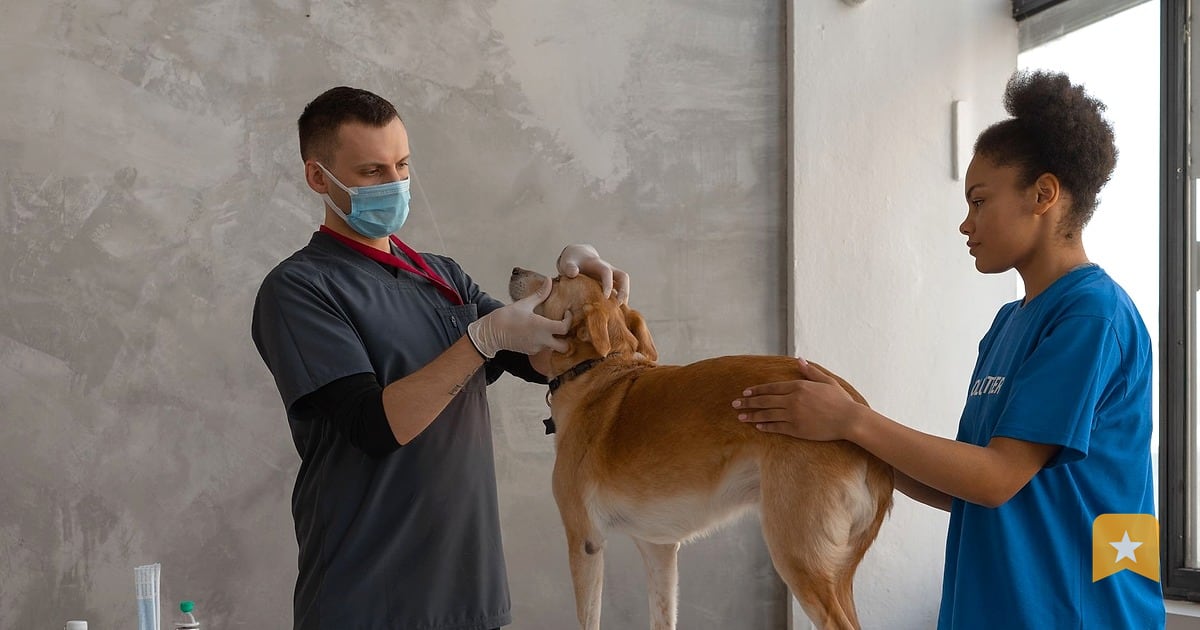 Veterinarian and assistant examining a brown dog on a clinic table