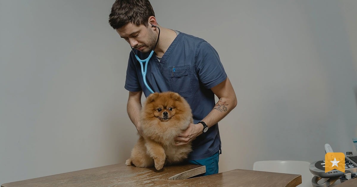 Veterinarian in blue scrubs examining a small tan dog on an exam table